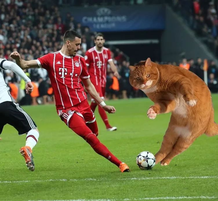 九游体育-土耳其出发拜仁，享德国援军俱乐部的简单介绍